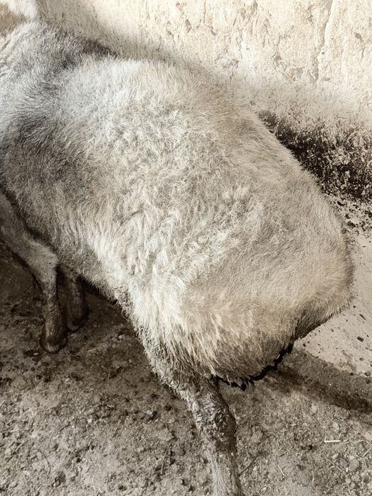 Қошқар семіз.