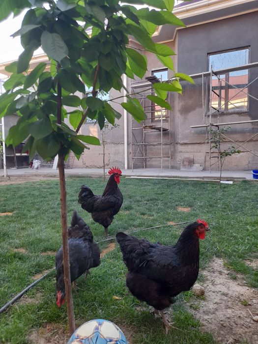 Хуроз кора шагзода