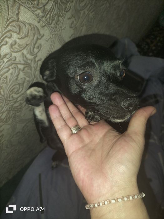 Вязка собачки девочки