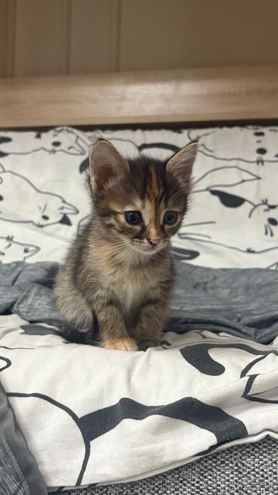 Отдадим в добрые руки двух котят девочек