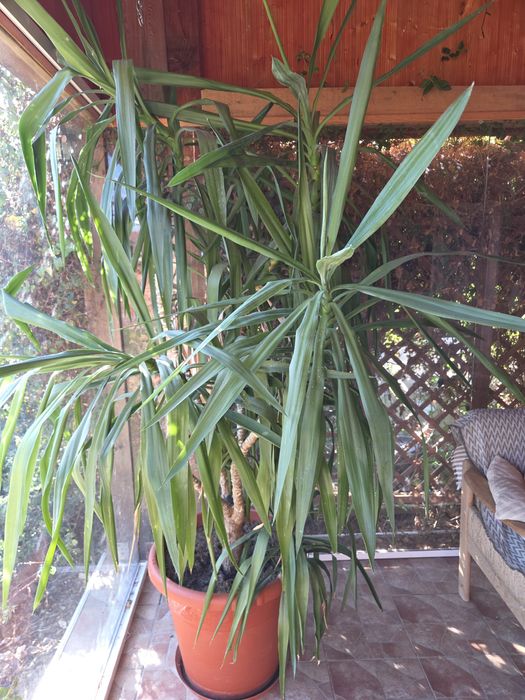 !!Palmier Yucca!!