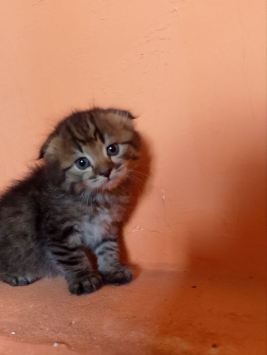 Laqab barsik oʻyinqaroq