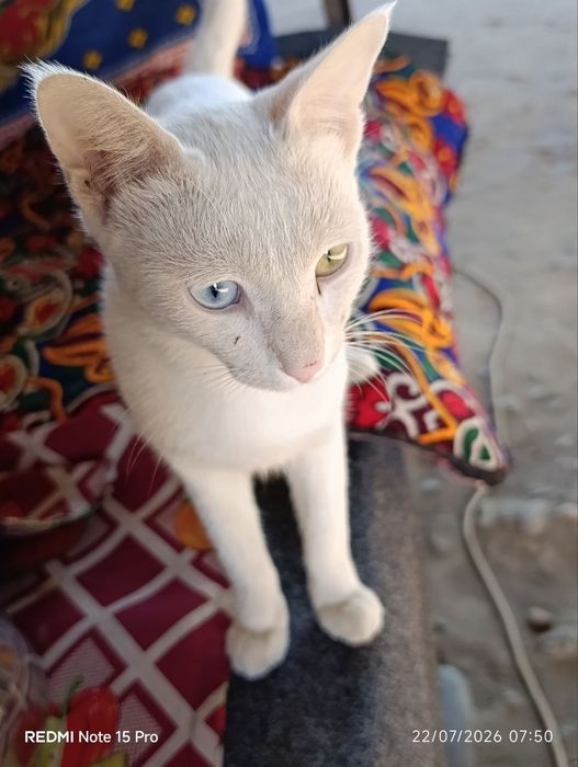 Oppoq, har xil rangli ko'zli (Odd Eye) chiroyli mushuk sotiladi