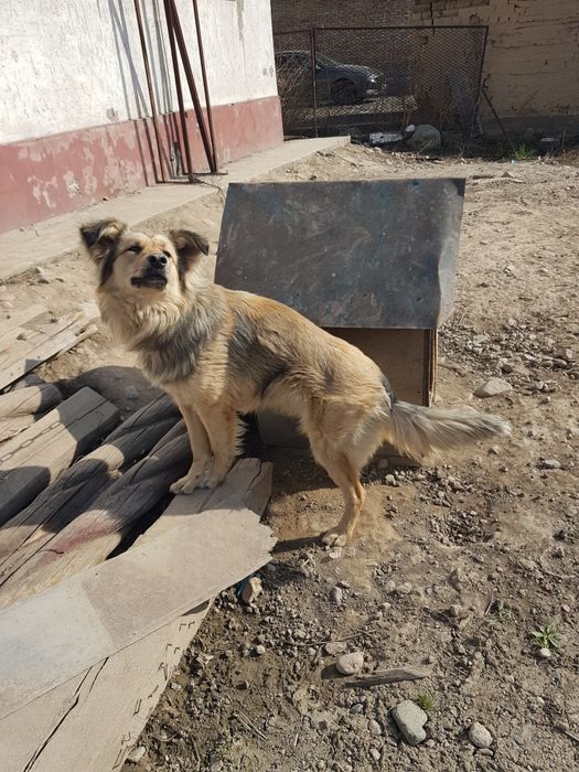 Клика Макс 1.3 месяца отдам даром