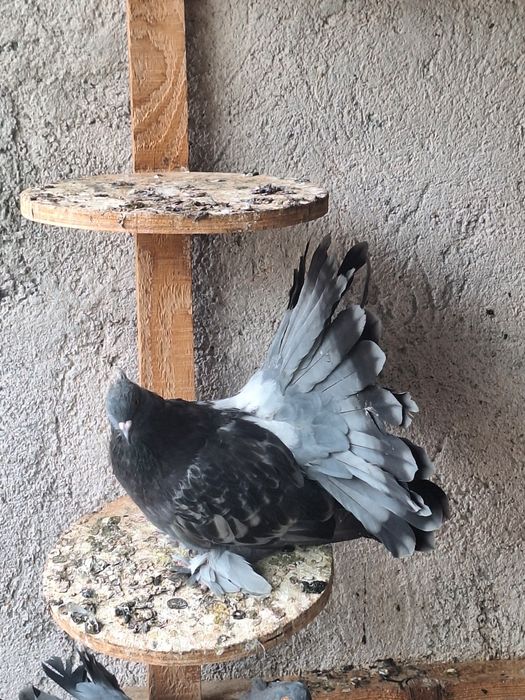 Porumbei  Voltati indieni