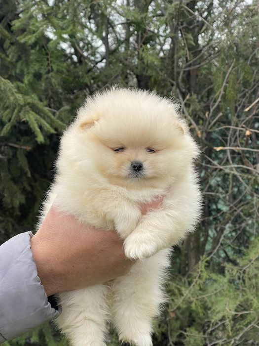 Померан померани