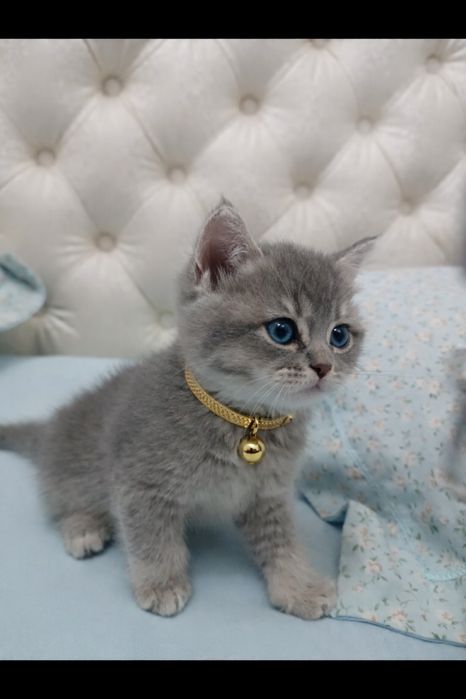 Продается котенок девочка.