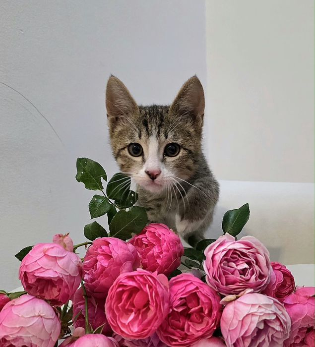 Домашние котята с доставкрй