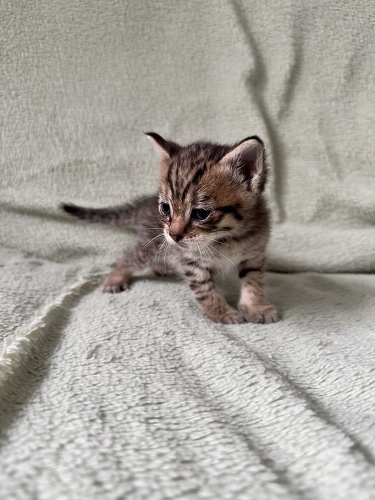 Отдам котят. Мальчики.