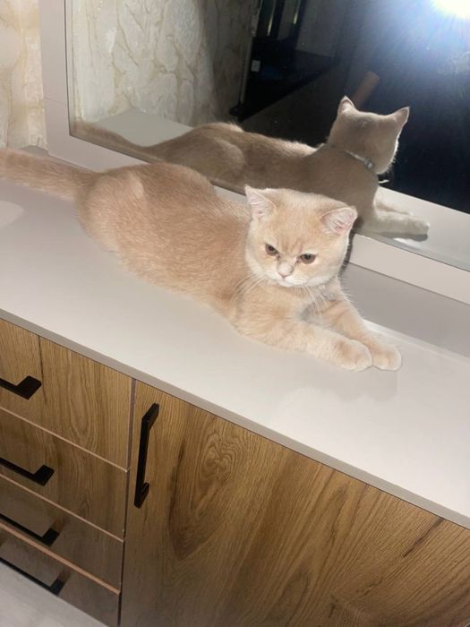 Skotish strite 5 oylik