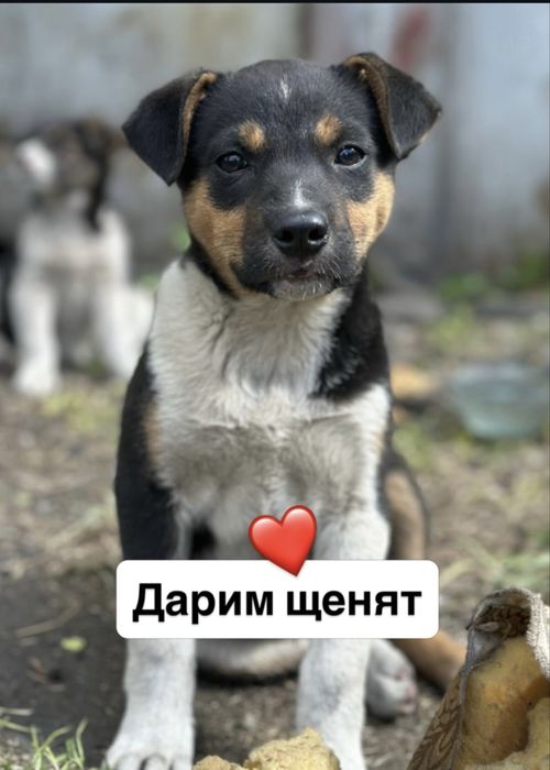 Дарим щенят. Девочки