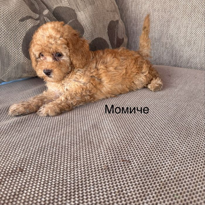 Пудел момче и момиче червени