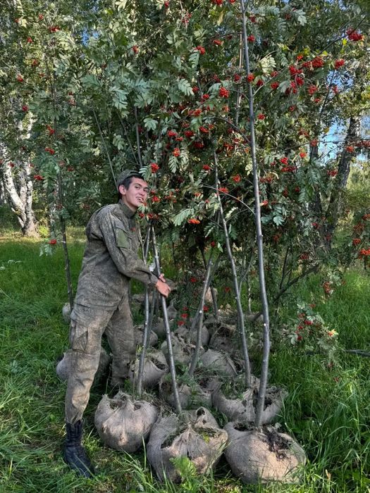 Саженцы, ель, тополь, сосна