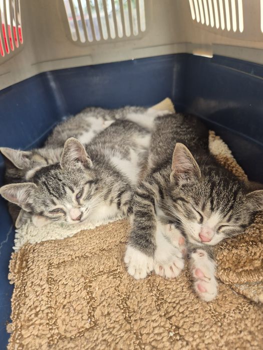 2 motănei pentru adopție