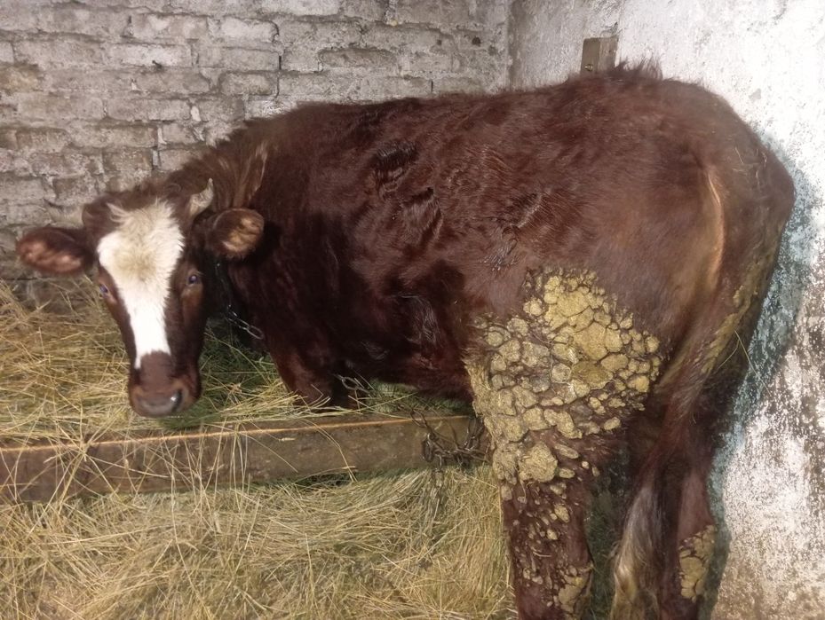 Продам телку 2 годовалую