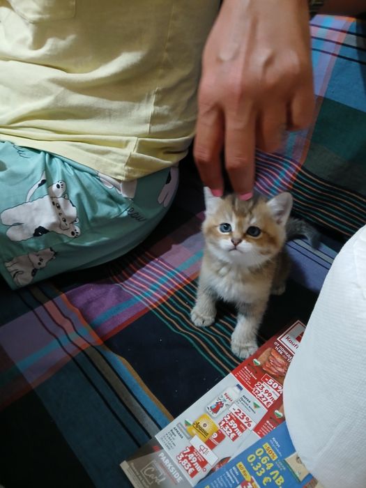 Британски чинчили късокосмисти оригинал  600лв