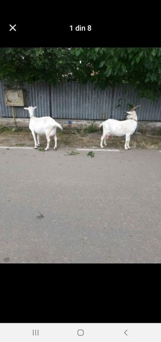 Capre sannen cu lapte fara iezi 7L la zi