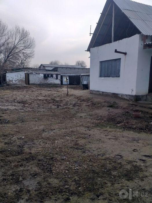 Ховли сотиляпти срочно