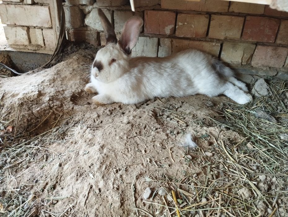 Куён сотилади срочн еб ичиши яхши пул зарулигидан