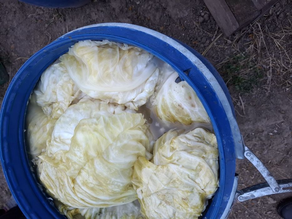 Varza murata Romaneasca si Marlo