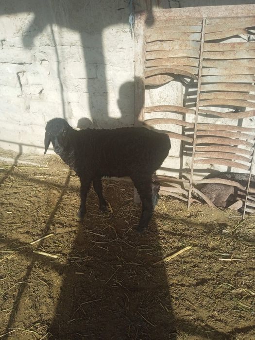 Zotdor qoʻy ni bolasi sotiladi 3 tani bittasi onasi