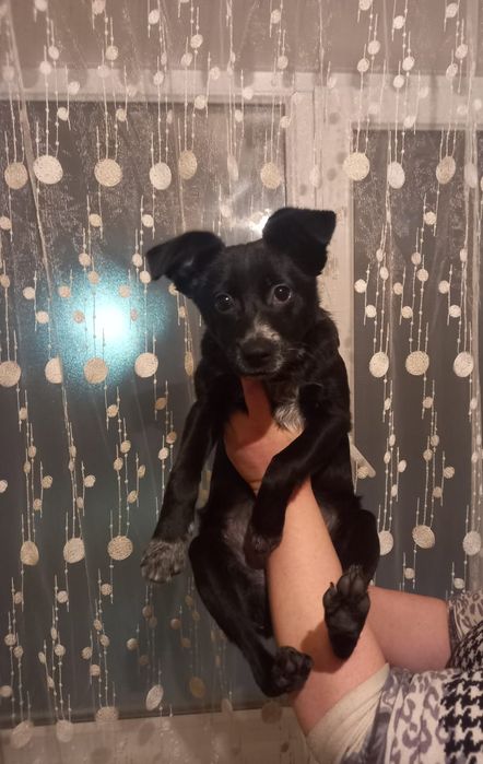 Продам щенка, русский той терьер .Очень славная девочка.