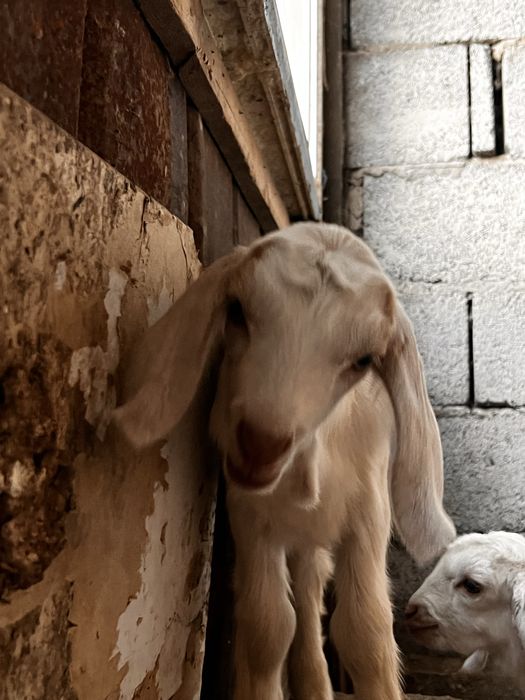 Лақтар/ Козляты  породистые