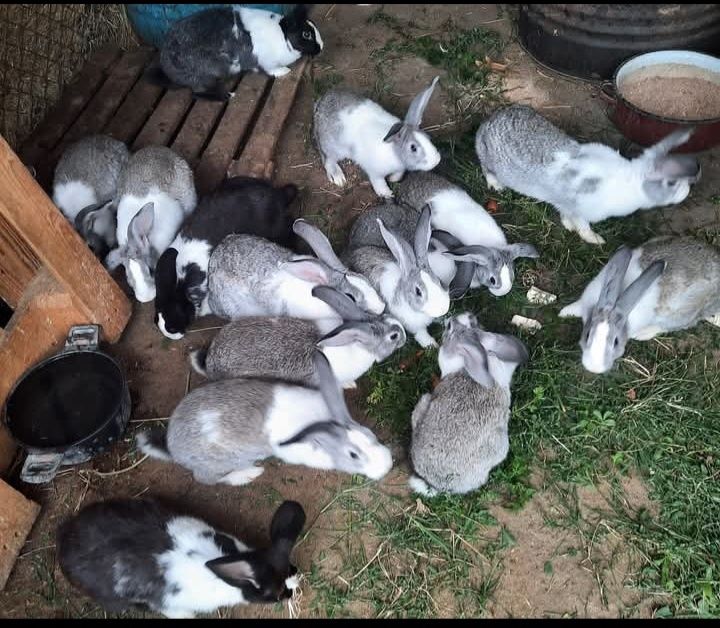 Iepuri vârstă opt luni