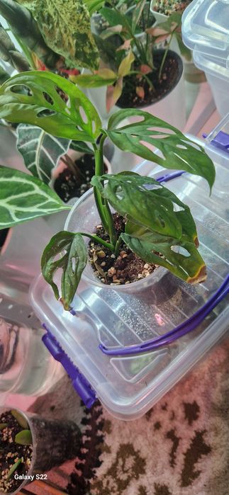 Комнатный цветок монстера