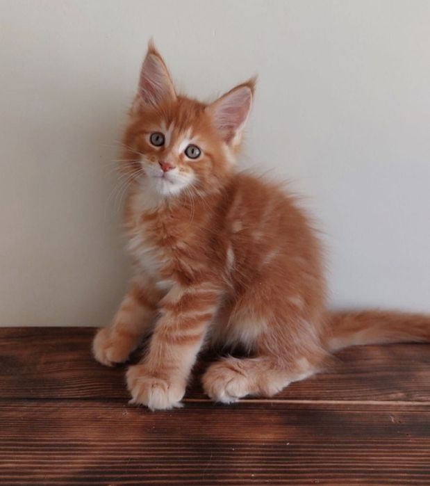 Котята Мейн-кун из Питомника в Рассрочку!