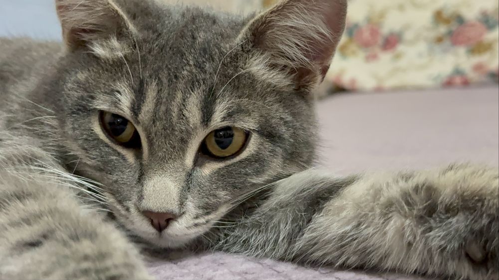 Отдам в добрые руки умного красавца