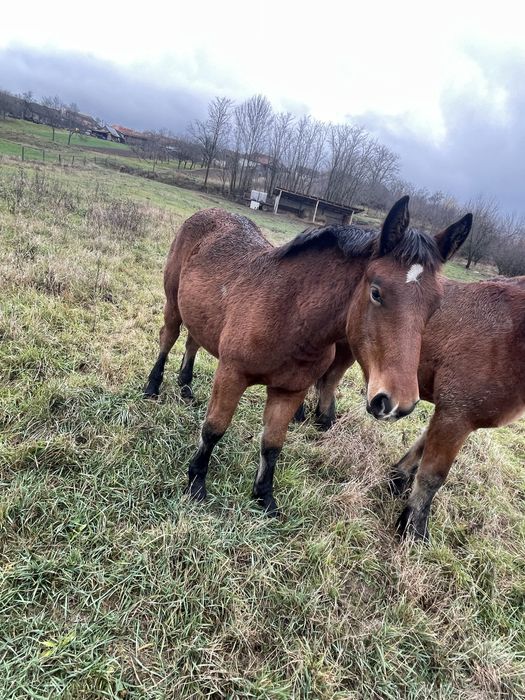 Vand manza de 7 luni