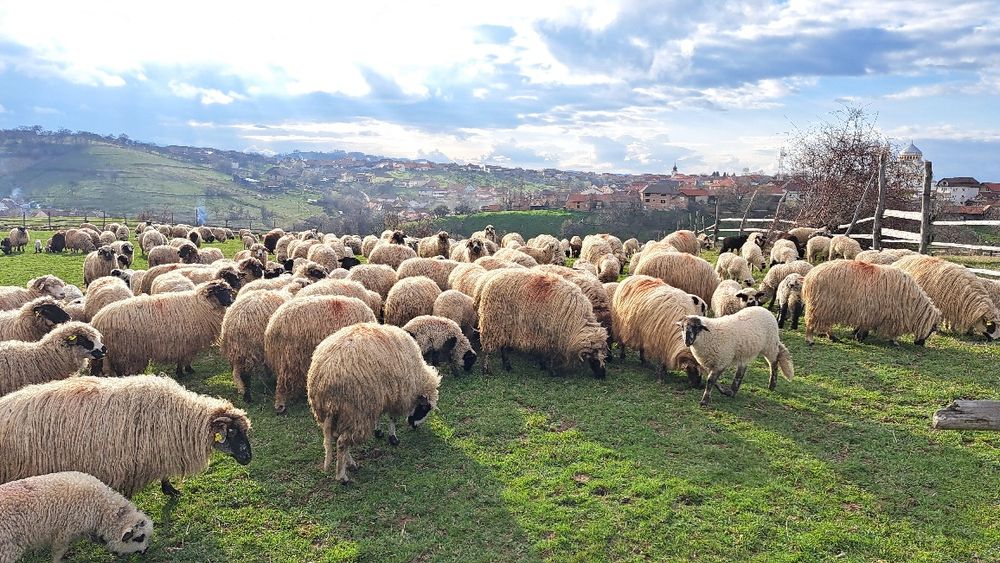Vând 150 oi cu miei . Pentru detalii sunati