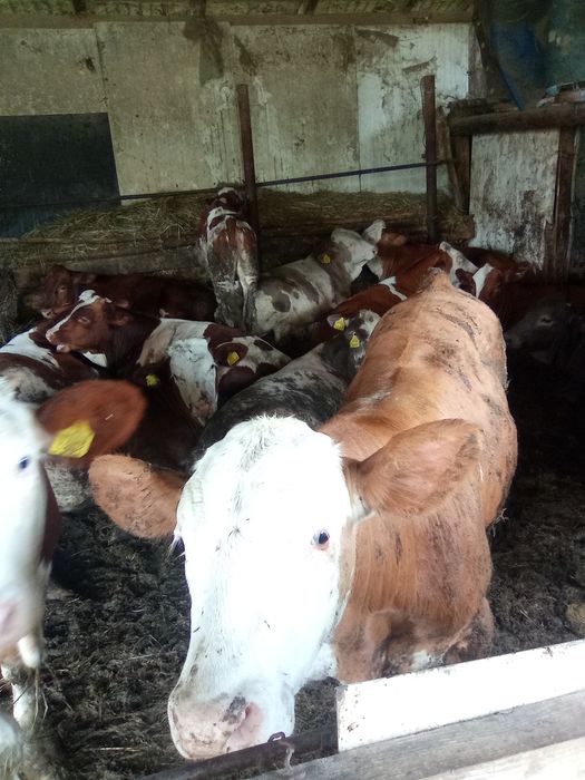 Vând vitei între 150 și 300kg