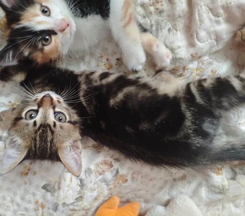 Отдам котят в добрые руки
