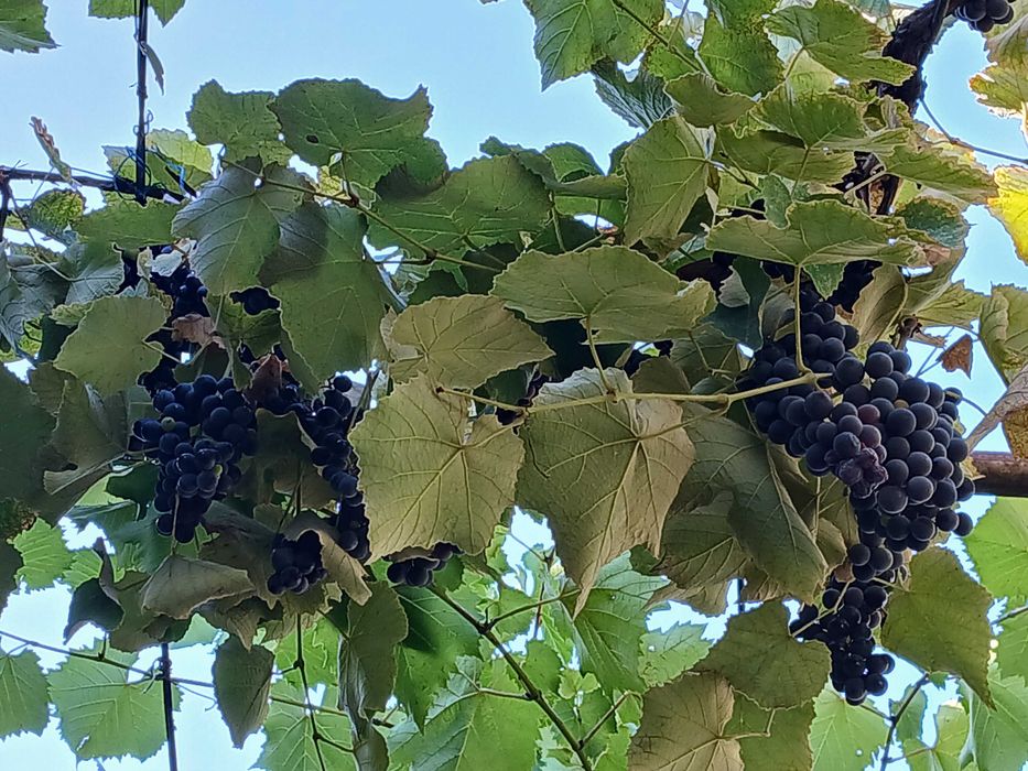 Must Struguri purpurii inchisi 10 lei/1 L, bogat in Resveratrol