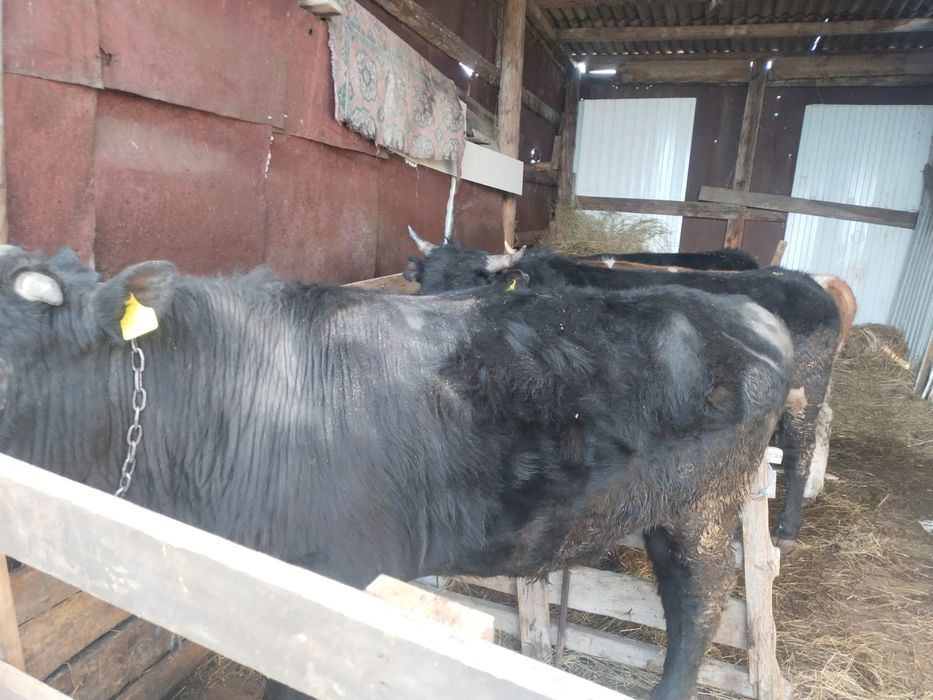 Бычки им по 2года
