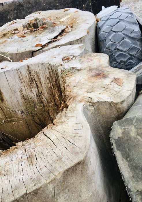 Спилы - Тополя …..