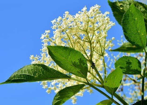 Arbusti (Soc Parfumat )