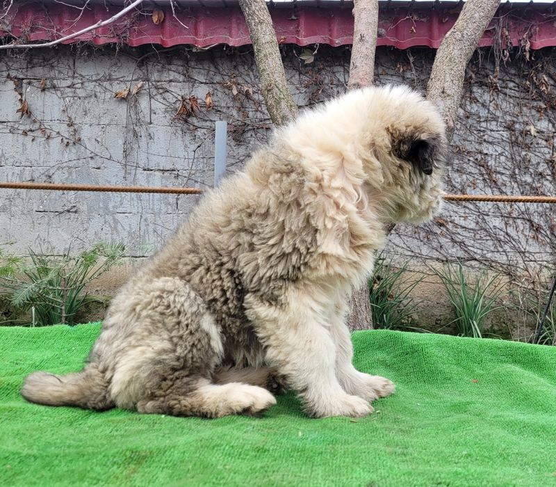 Ciobanesc  românesc Barack.