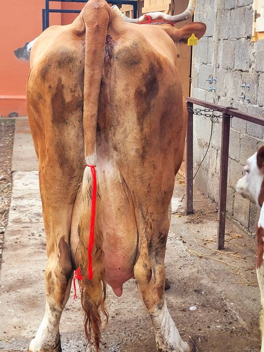 Vaca baltata cu vitica