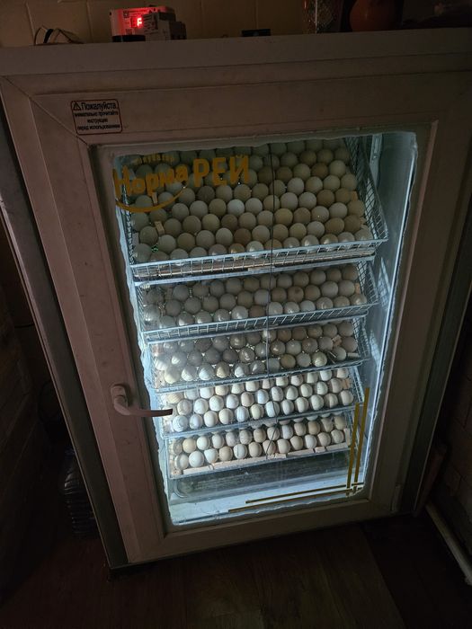 Цыплята бройлеры