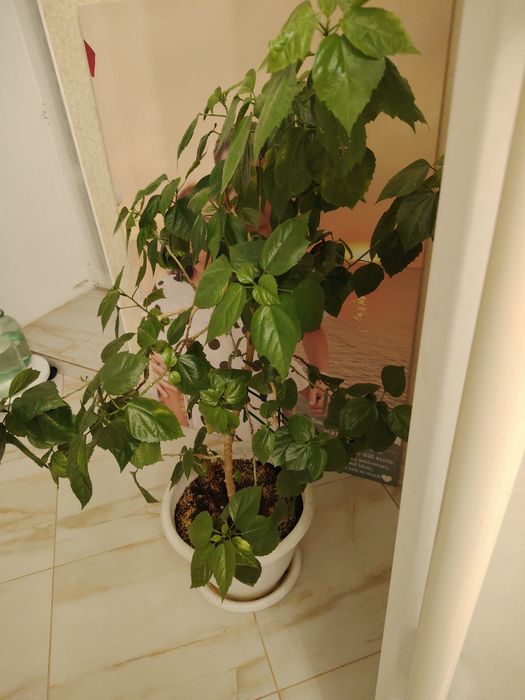 Цветы комнатные, разные