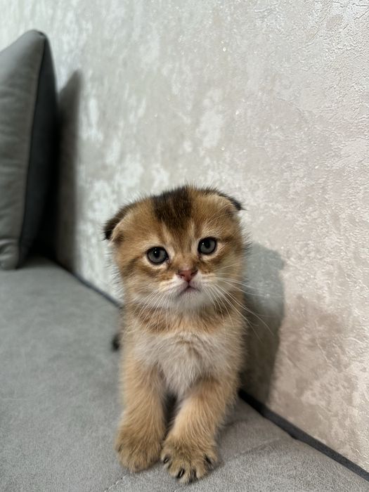 Продаются чистокровные котята вислоухая золотая шиншилла, страйд, фолд