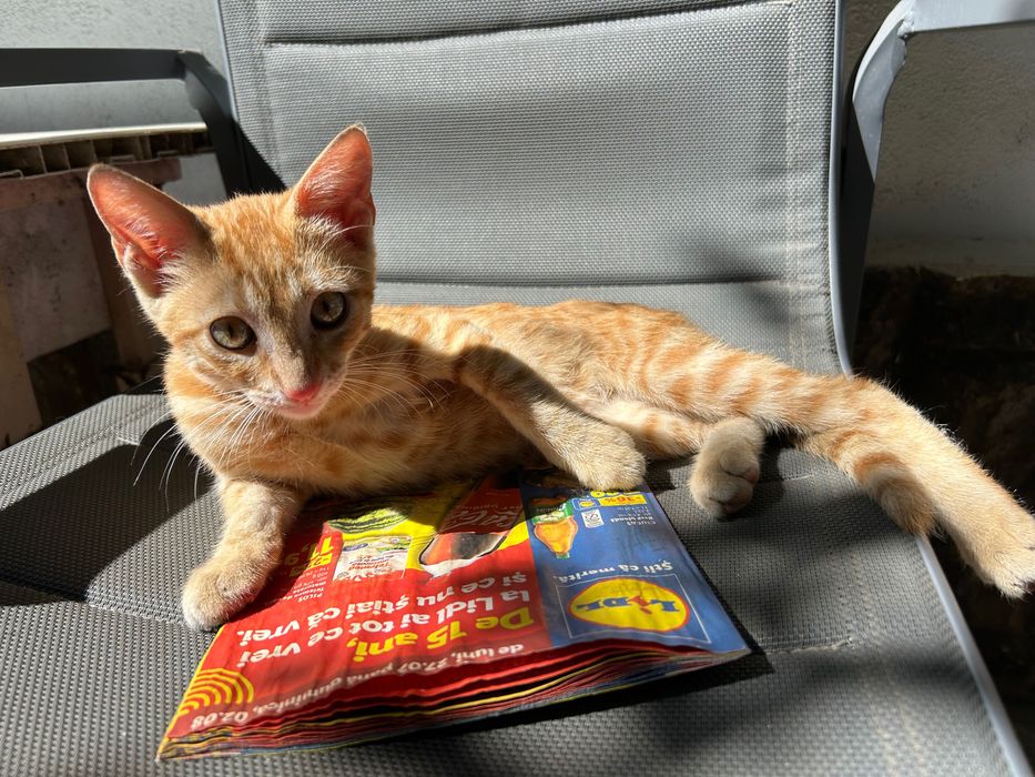 Donez Motănel Ginger