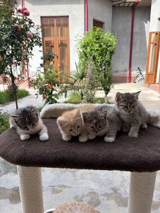 Котенок.