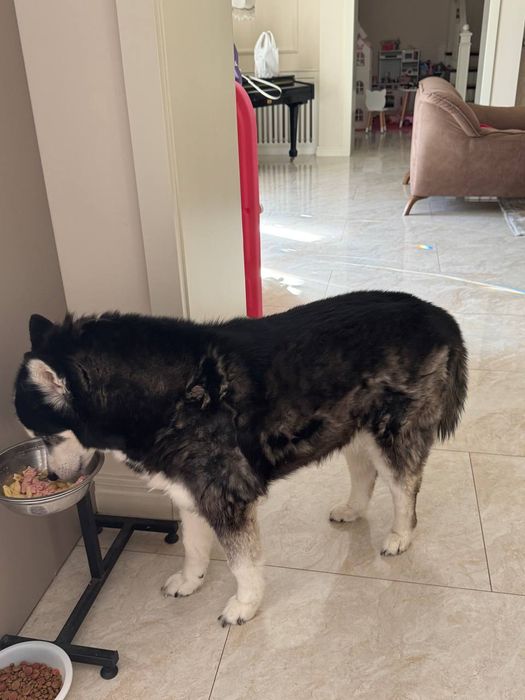 Стрижка, вычес, экспресс линька, купка и выгул животных