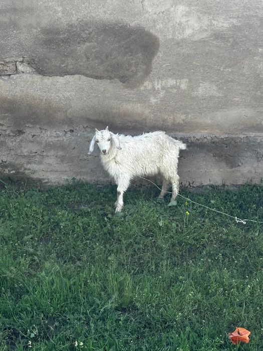 Сауынды орыс ешкі екі лағымен