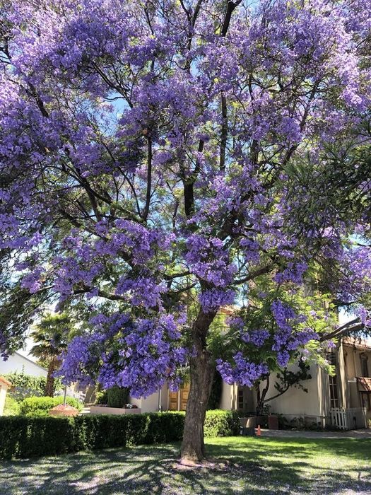 Butasi Paulownia- arborele prințesei- Shantong sau tomentosa