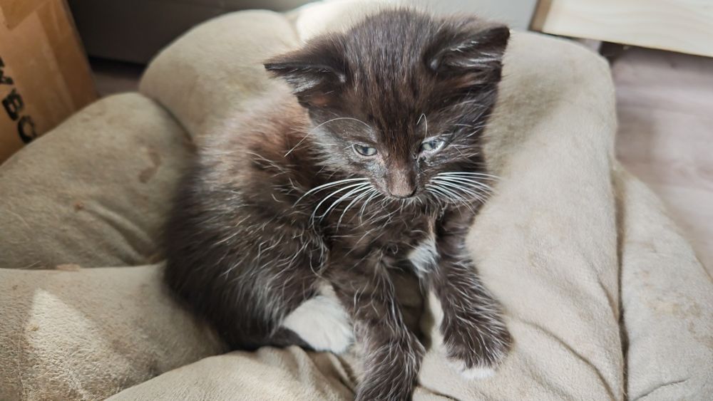 Котят в добрые руки